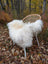 White fluffy wool icelandic curly long sheepskin throw draped over woven rattan chair with white metal legs