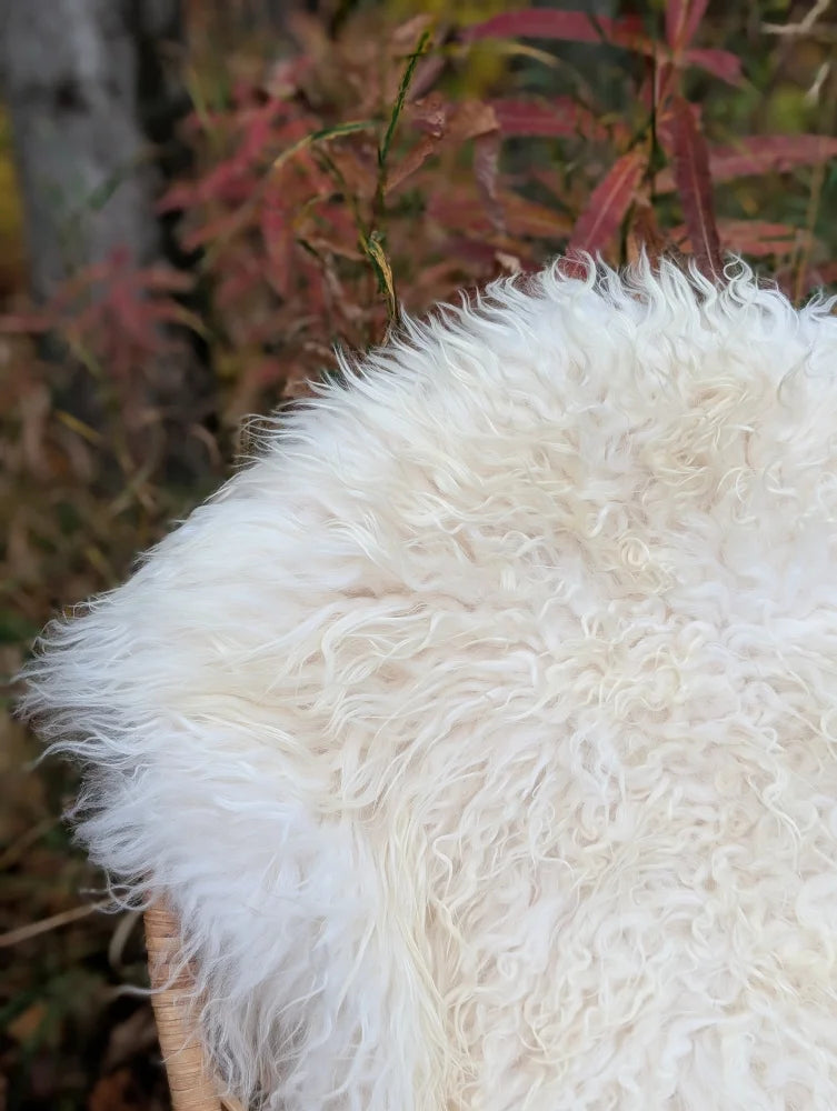 A plush off-white wool icelandic sheepskin rug with long curly fibers ideal for cozy home decor