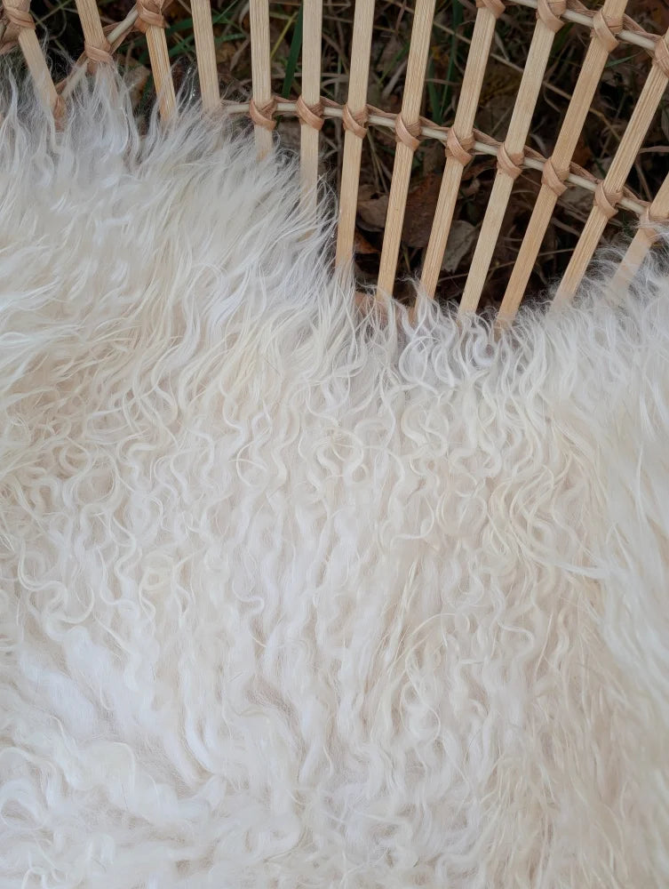 A plush off-white curly long wool icelandic sheepskin rug with a soft textured surface in 48 by 31 size