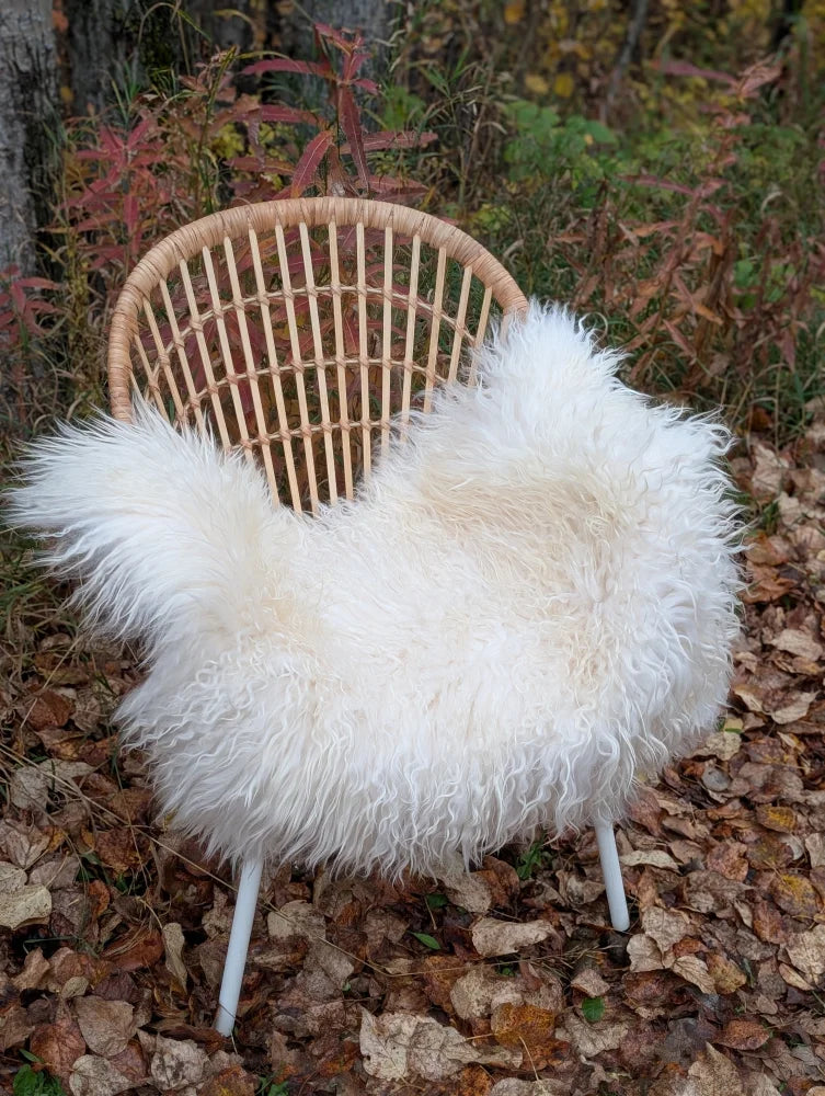 White fluffy wool icelandic sheepskin throw draped over woven rattan chair with white metal legs