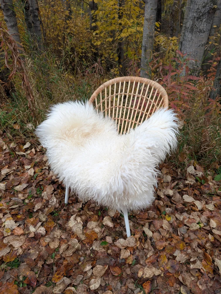 A cozy white long wool icelandic sheepskin throw draped over a woven rattan chair with slender white legs outdoors