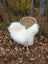 A cozy white long wool icelandic sheepskin throw draped over a woven rattan chair with slender white legs outdoors