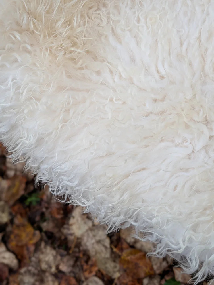 A plush off-white wool icelandic sheepskin rug with a soft curly texture perfect for cozy decor
