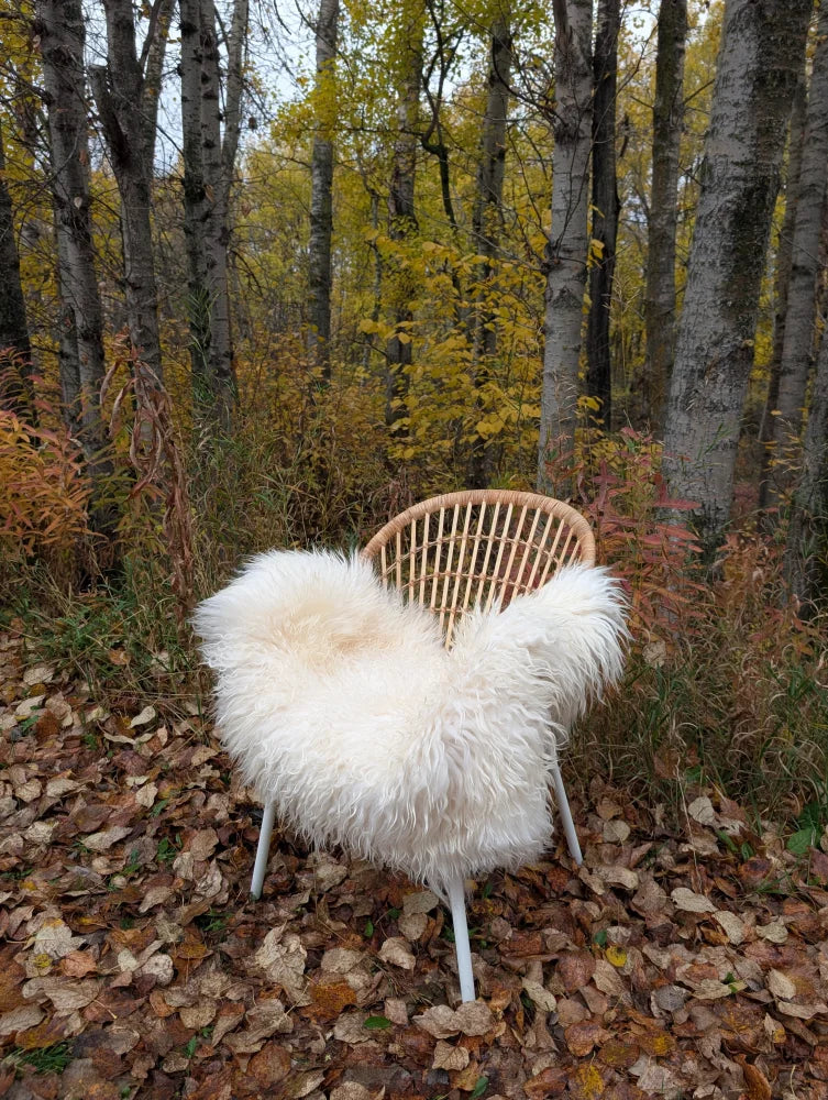 A cozy white curly long wool icelandic sheepskin throw draped over a rattan chair with metal legs in autumn leaves