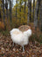 A cozy white curly long wool icelandic sheepskin throw draped over a rattan chair with metal legs in autumn leaves