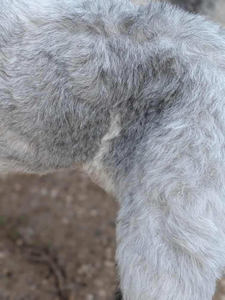 Back view of a fluffy gray wool icelandic sheepskin rug ice55 53 x 25 natural long wool icelandic texture