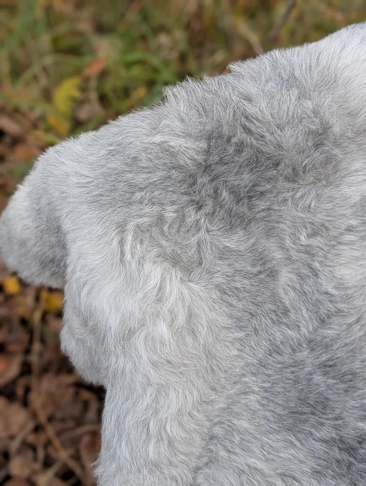 A plush light gray faux fur coat featuring soft long wool icelandic texture in natural grey color for cozy wear