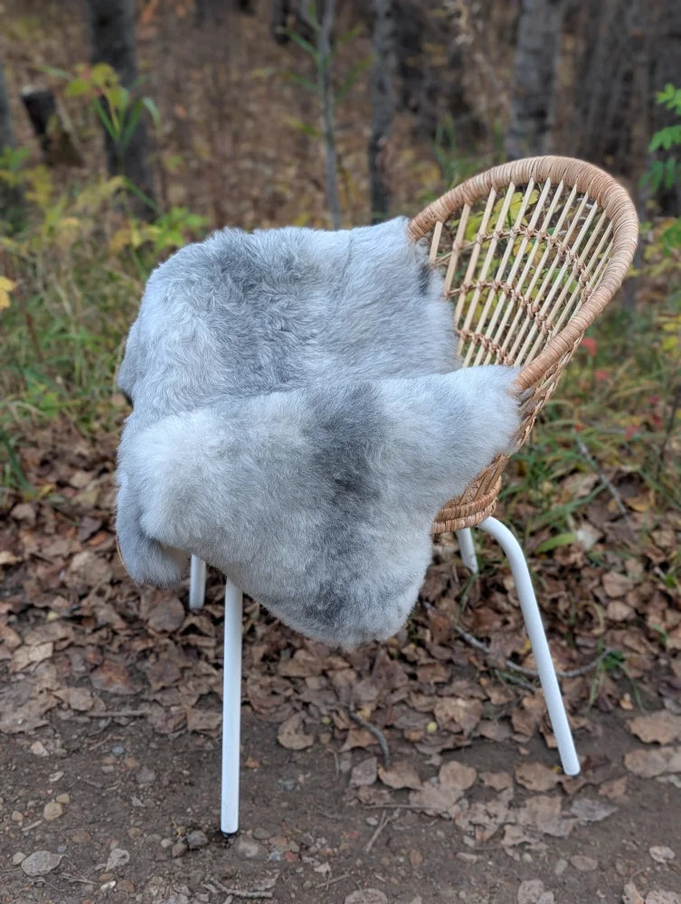 A soft light gray Icelandic sheepskin throw with long wool Icelandic draped over a wicker chair with white metal legs