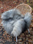 A plush gray icelandic sheepskin long wool throw draped over a wicker chair for cozy decor use