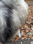 A fluffy gray and white dog with long wool standing on a path with fallen leaves on an ice 56x31 icelandic sheepskin