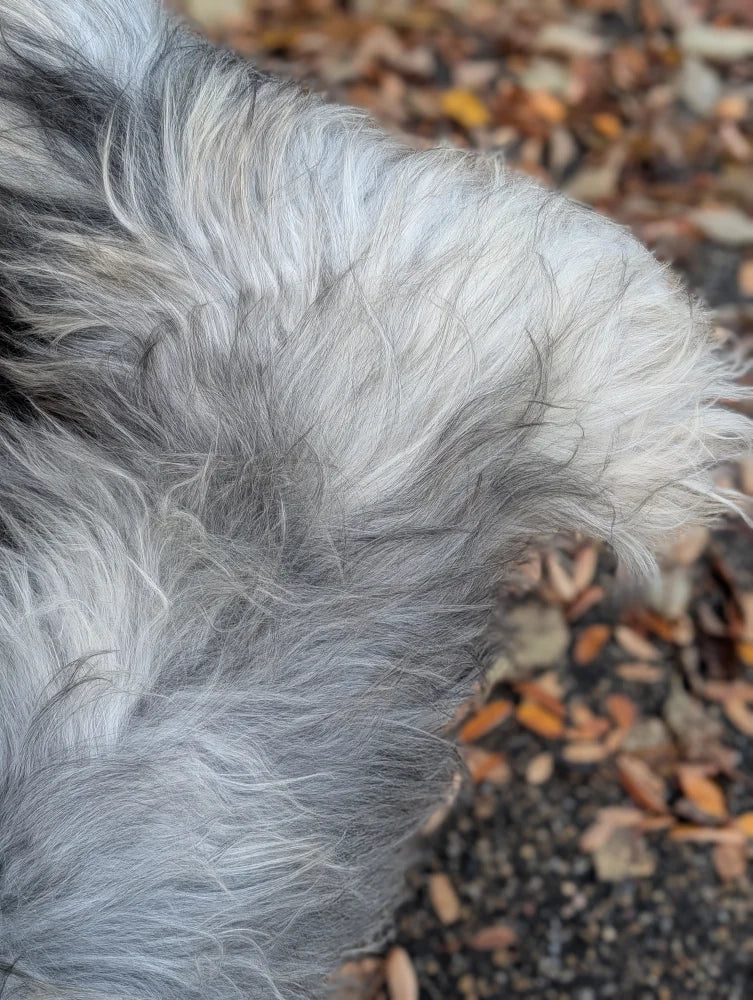 Fluffy long wool icelandic sheepskin in natural grey with shaggy strands measuring 56 x 31 inches