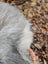 A fluffy long wool icelandic sheepskin rug in natural grey with mixed gray and white fur perfect for cozy decor