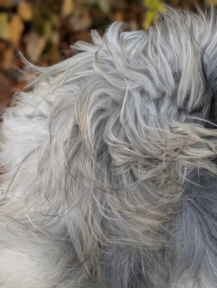 A massive icelandic sheepskin in natural grey with long wool showing a fluffy gray and white dog look alike