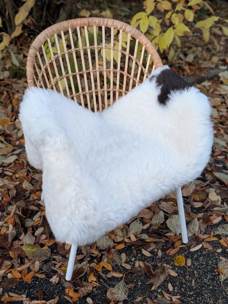 White icelandic sheepskin chair cover with black patch on back draped over wicker chair short wool design