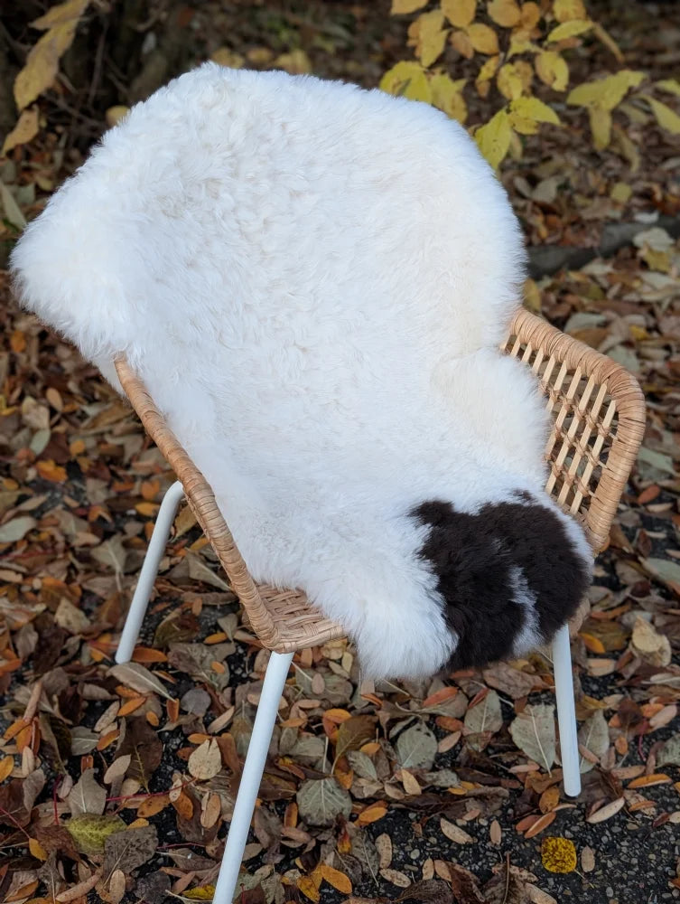 White icelandic sheepskin with black patch draped over wicker chair short wool spotted rug 44x28 inches