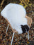 White icelandic sheepskin with black patch draped over wicker chair short wool spotted rug 44x28 inches