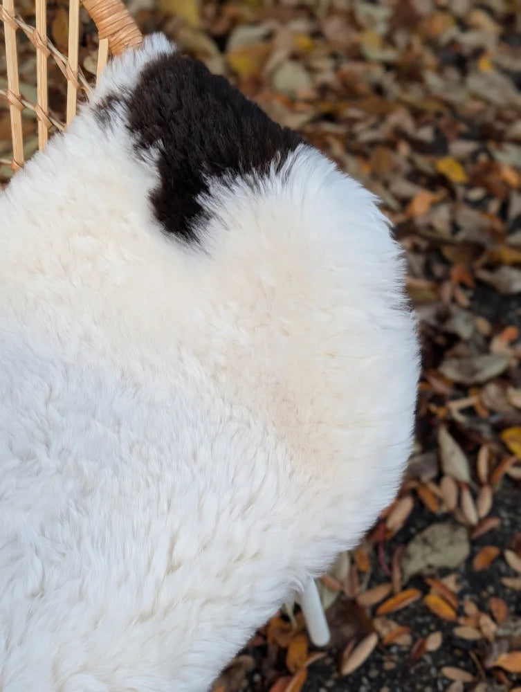A fluffy white rabbit with a black patch resting by a woven chair near a spotted icelandic sheepskin short wool rug