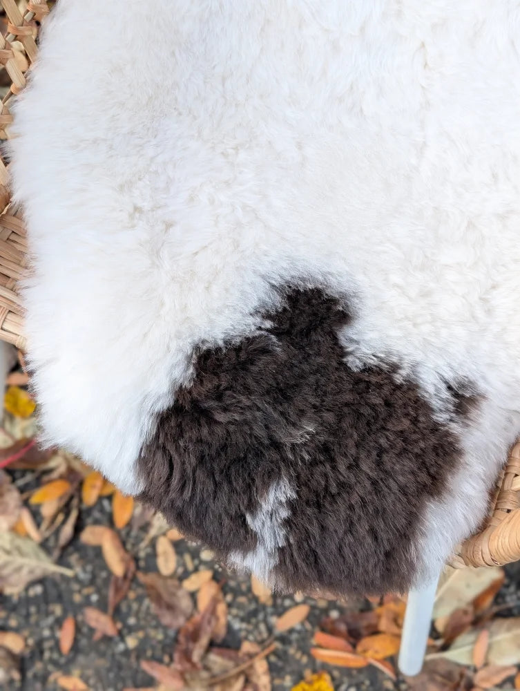 White and dark brown spotted icelandic sheepskin rug with soft short wool texture for cozy home decor