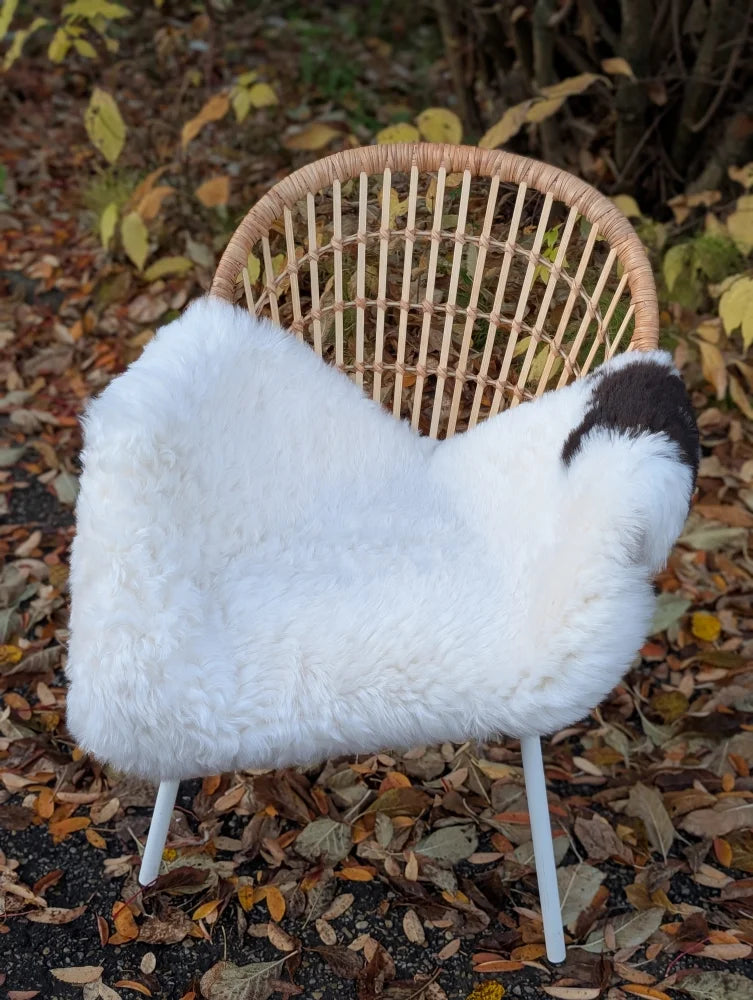 White fluffy icelandic sheepskin chair cover with black patch draped over wicker chair featuring short wool texture
