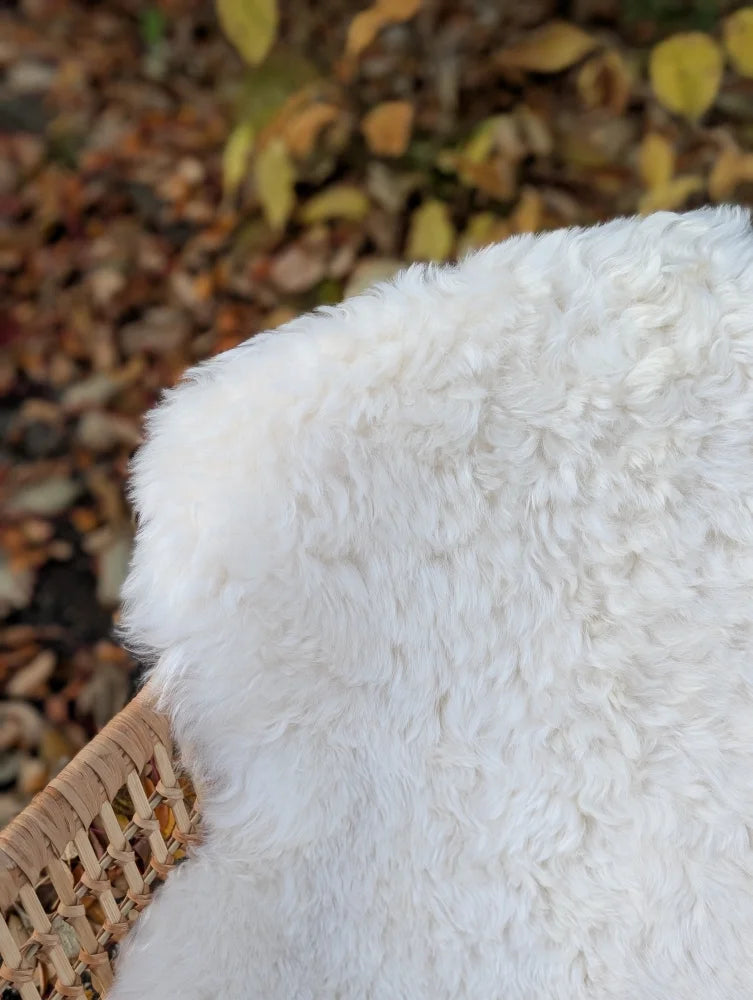 White fluffy icelandic sheepskin short wool rug with soft curly texture in a woven basket for cozy decor