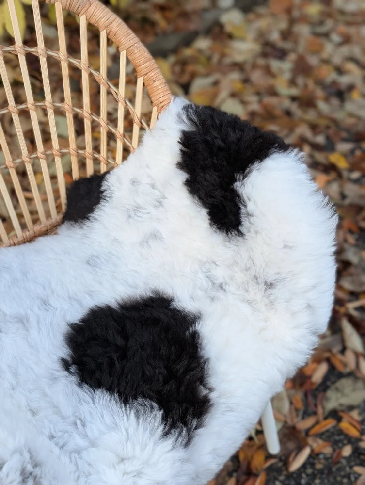 A plush black and white cow print icelandic sheepskin short wool throw draped over a wicker chair