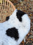 A plush black and white cow print icelandic sheepskin short wool throw draped over a wicker chair