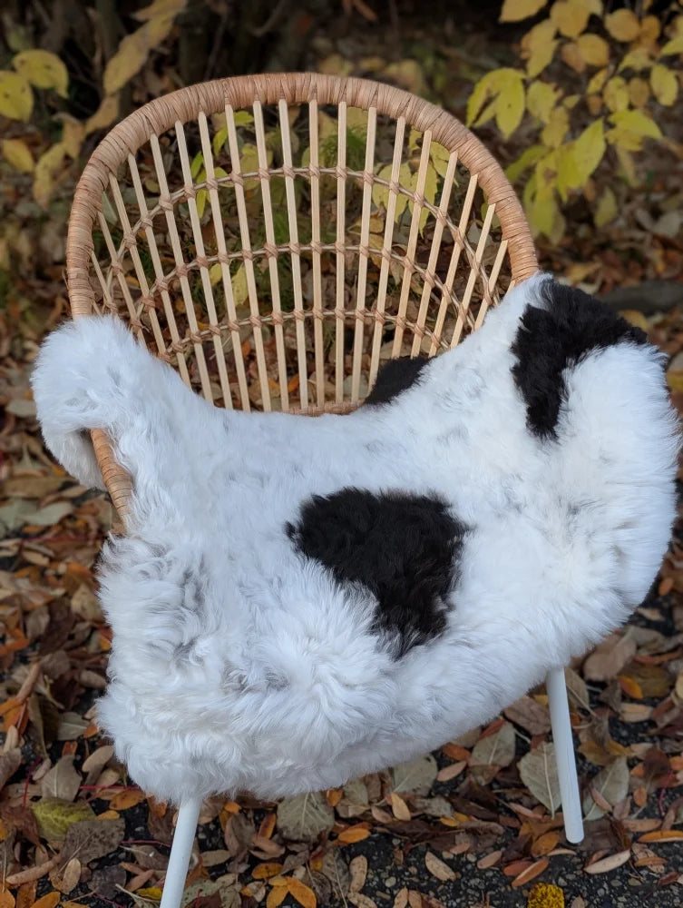 A plush white and black cow-print icelandic sheepskin chair cover with short wool and soft fluffy texture
