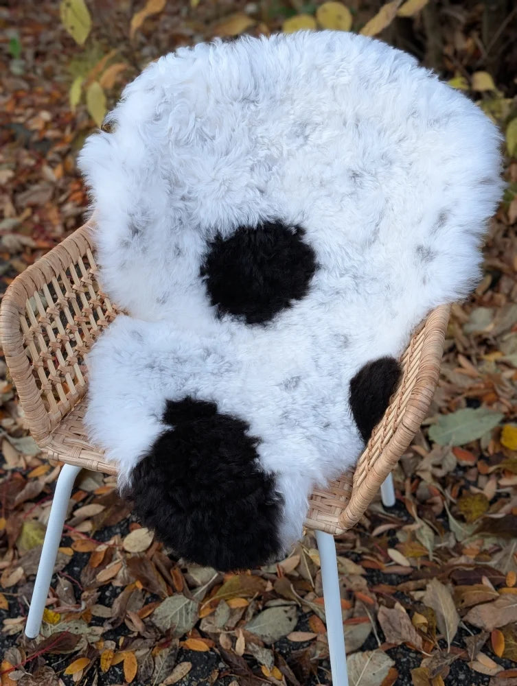 A plush white and black cow-print icelandic sheepskin chair cover with soft short wool texture perfect for cozy seating
