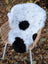 A plush white and black cow-print icelandic sheepskin chair cover with soft short wool texture perfect for cozy seating