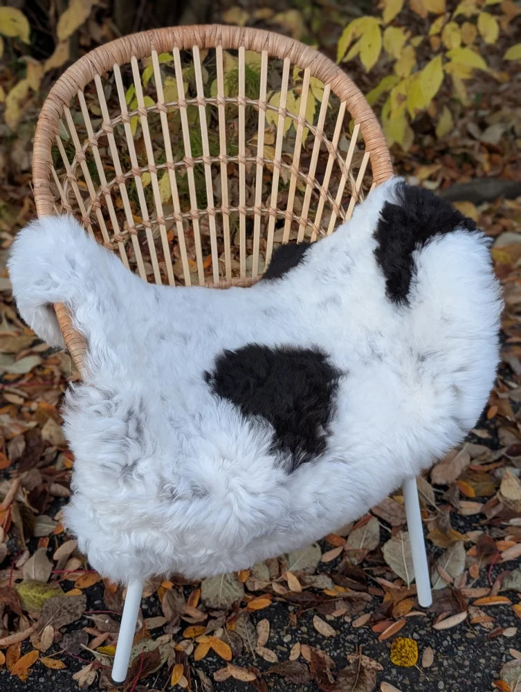 A plush white and black cow-print faux fur chair cover made from soft short wool icelandic sheepskin measuring 40 x 27 inches