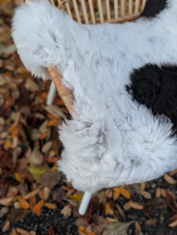 A plush cow-shaped icelandic sheepskin blanket featuring short wool in soft white and black spots
