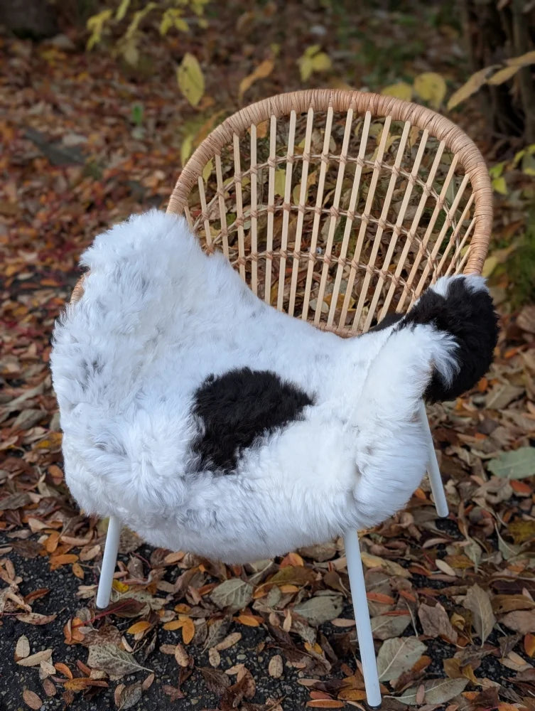 A cozy black and white cow-print icelandic sheepskin cover with short wool draped over a woven wicker chair