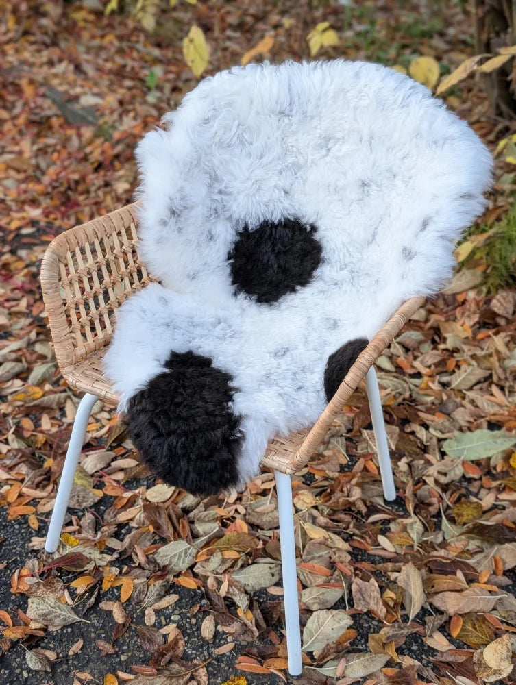 White and black spotted icelandic sheepskin chair cover with short wool and three black circular patches fluffy texture