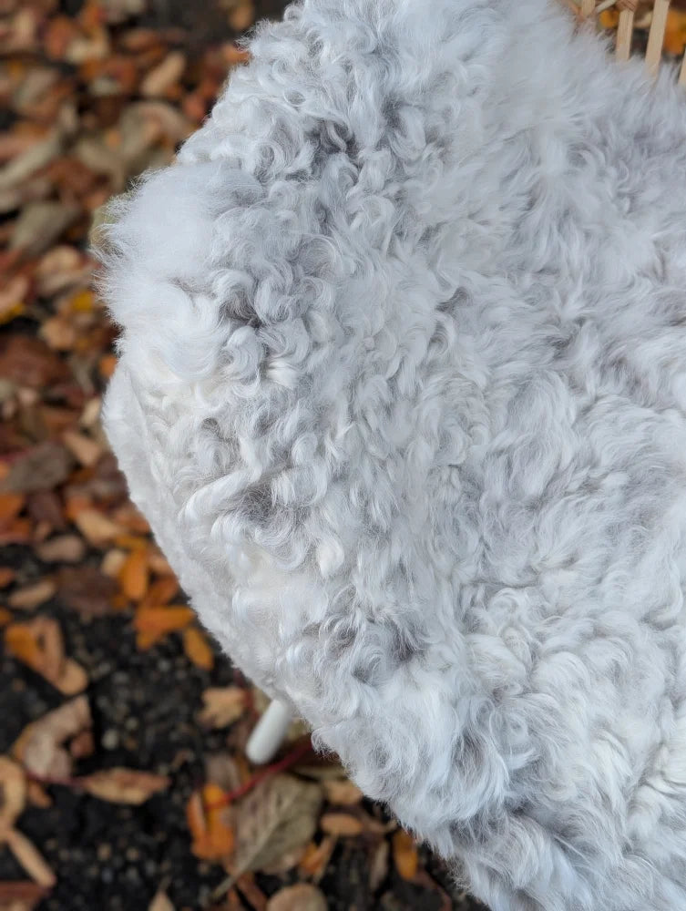 A plush medium spotted icelandic sheepskin rug with curly white short wool and a soft textured surface