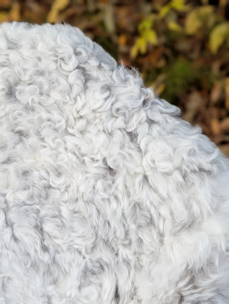 White curly spotted icelandic sheepskin rug with plush textured surface medium spotted icelandic wool blanket