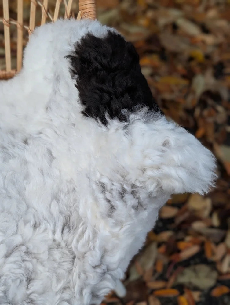A fluffy white and black dog on a medium spotted icelandic sheepskin rug with thick curly wool