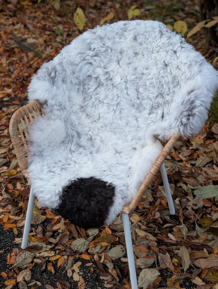 White curly icelandic sheepskin rug with black patch draped on wicker chair medium spotted icelandic sheepskin