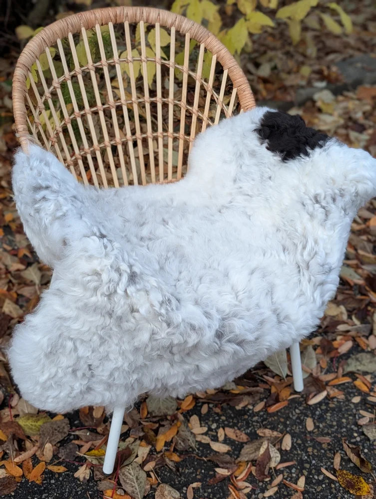 White curly fur medium spotted icelandic sheepskin throw blanket with black patch resembling a sheep shape