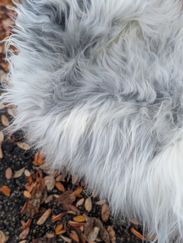 A plush massive icelandic sheepskin rug in natural grey with long wool and soft fluffy fibers measuring 53 x 32 inches