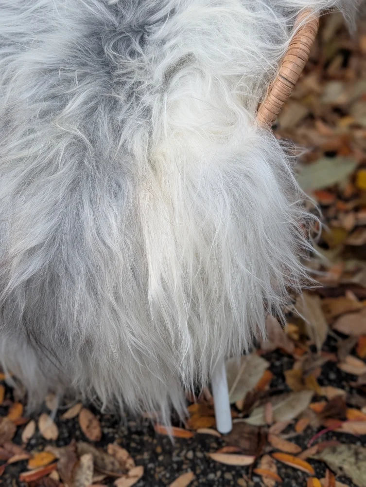 A fluffy long-haired dog with gray and white fur lying on a massive natural grey wool icelandic sheepskin rug