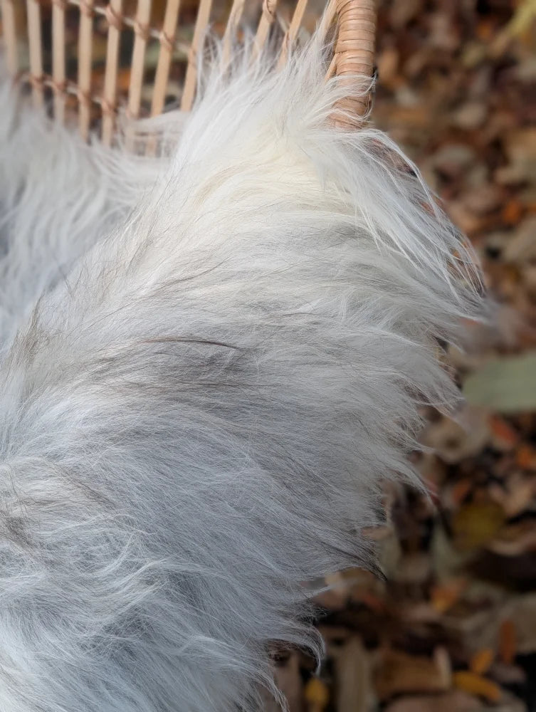 A fluffy white icelandic sheepskin with long wool and natural grey tones measuring 53 by 32 inches