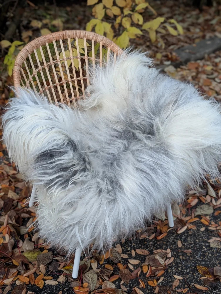 A plush white and gray gradient icelandic sheepskin wool throw draped over a wicker chair with long wool texture