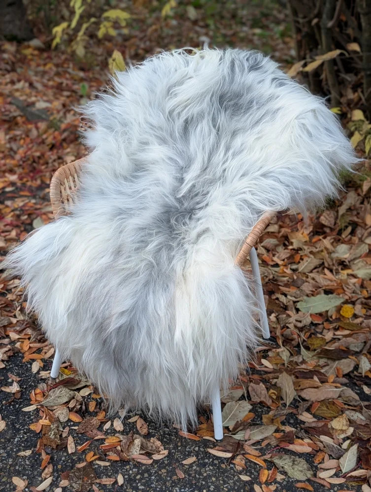 A plush long wool icelandic sheepskin rug in natural grey draped over a wicker chair measuring 53 x 32 inches