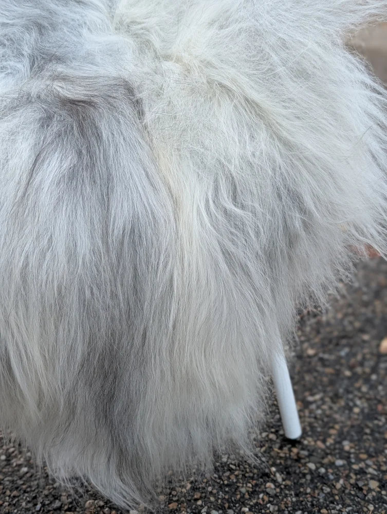 A fluffy long-haired dog on a grey icelandic sheepskin wool rug ice73 56 by 31 inches natural grey long wool icelandic