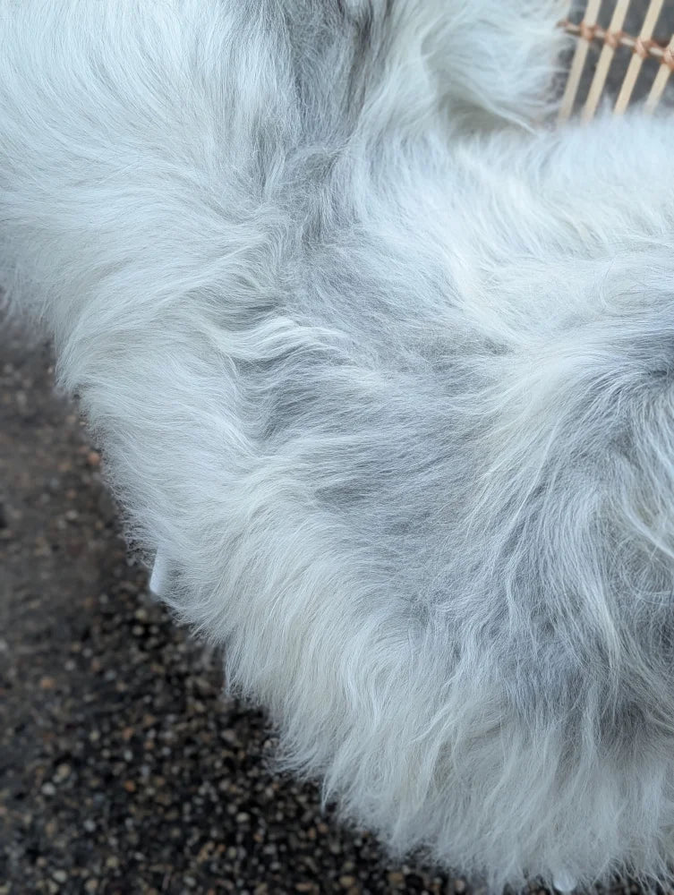 A plush long wool icelandic sheepskin rug in natural grey with soft fluffy texture perfect for cozy spaces