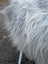 A plush long wool icelandic faux fur coat in natural grey with soft shaggy texture from massive icelandic sheepskins