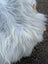 A fluffy white Icelandic sheep with long wool and a curved horn next to a grey Icelandic sheepskin rug