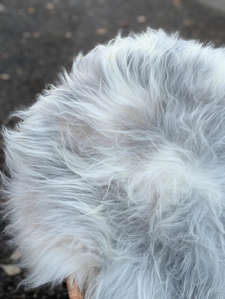 A fluffy long wool icelandic sheepskin with natural grey and white fur measuring 57 by 34 inches