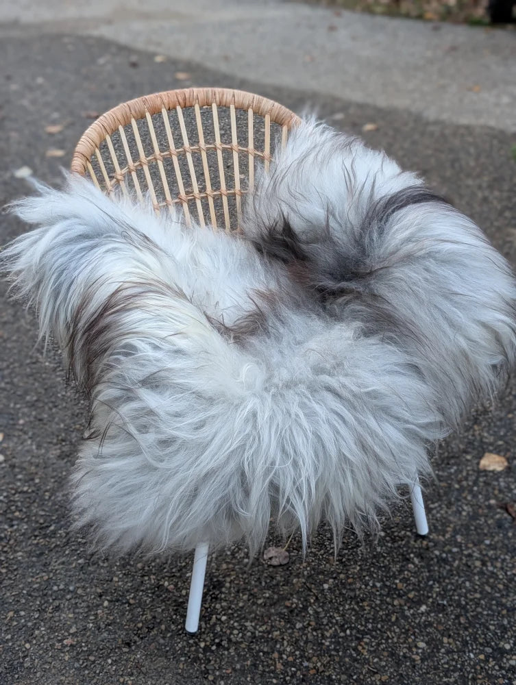 A massive 56 x 35 inch long wool icelandic sheepskin throw in natural grey draped over a wicker chair with white legs