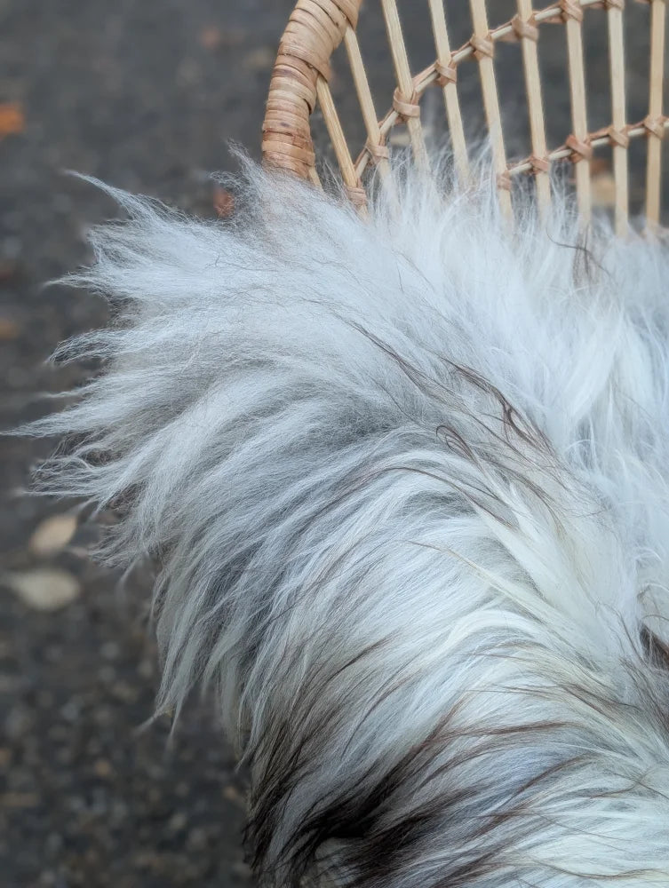 Fluffy white and grey icelandic sheepskin with long wool strands in a massive 56 by 35 inch natural grey wool icelandic sheepskins